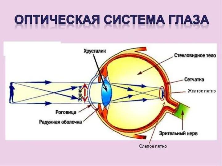 КАК МЫ ВИДИМ РАЗЛИЧНЫЕ ПРЕДМЕТЫ