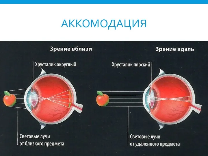 АККОМОДАЦИЯ