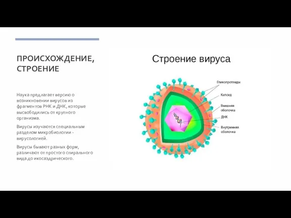 ПРОИСХОЖДЕНИЕ, СТРОЕНИЕ Наука предлагает версию о возникновении вирусов из фрагментов РНК и