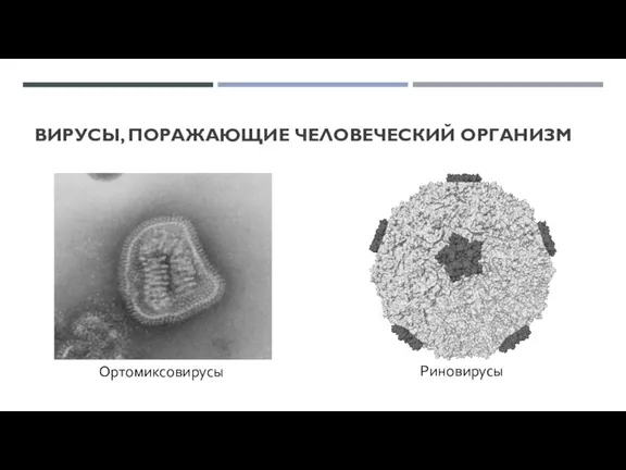 ВИРУСЫ, ПОРАЖАЮЩИЕ ЧЕЛОВЕЧЕСКИЙ ОРГАНИЗМ Ортомиксовирусы Риновирусы