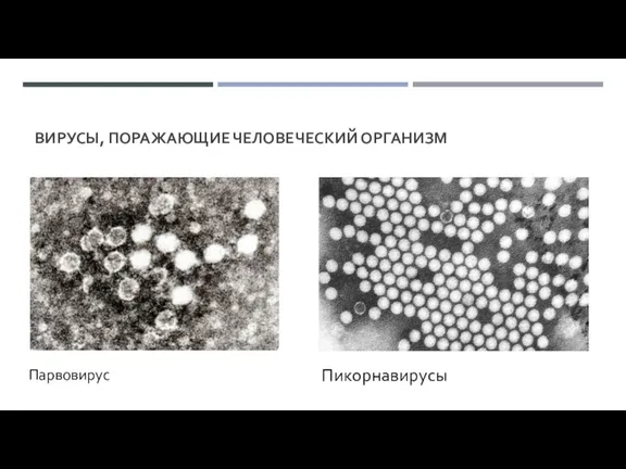 ВИРУСЫ, ПОРАЖАЮЩИЕ ЧЕЛОВЕЧЕСКИЙ ОРГАНИЗМ Парвовирус Пикорнавирусы