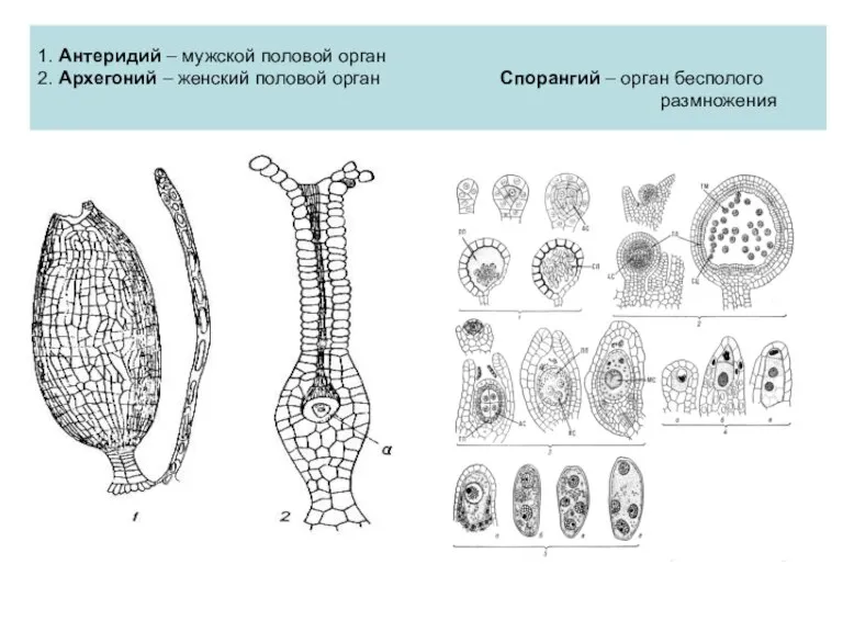 1. Антеридий – мужской половой орган 2. Архегоний – женский половой орган