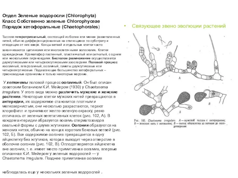 Отдел Зеленые водоросли (Chlorophyta) Класс Собственно зеленые Chlorophyceae Порядок хетофоральные (Chaetophorales) Таллом