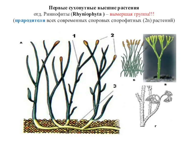 Первые сухопутные высшие растения отд. Риниофиты (Rhyniophyta ) – вымершая группа!!! (прародители