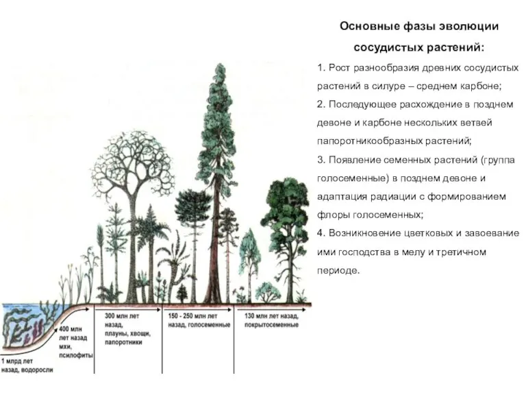 Основные фазы эволюции сосудистых растений: 1. Рост разнообразия древних сосудистых растений в