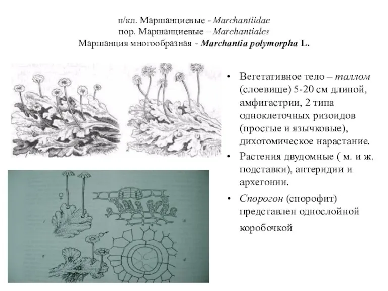 п/кл. Маршанциевые - Marchantiidae пор. Маршанциевые – Marchantiales Маршанция многообразная - Marchantia