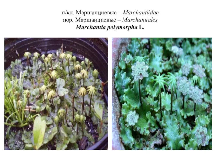 п/кл. Маршанциевые – Marchantiidae пор. Маршанциевые – Marchantiales Marchantia polymorpha L.