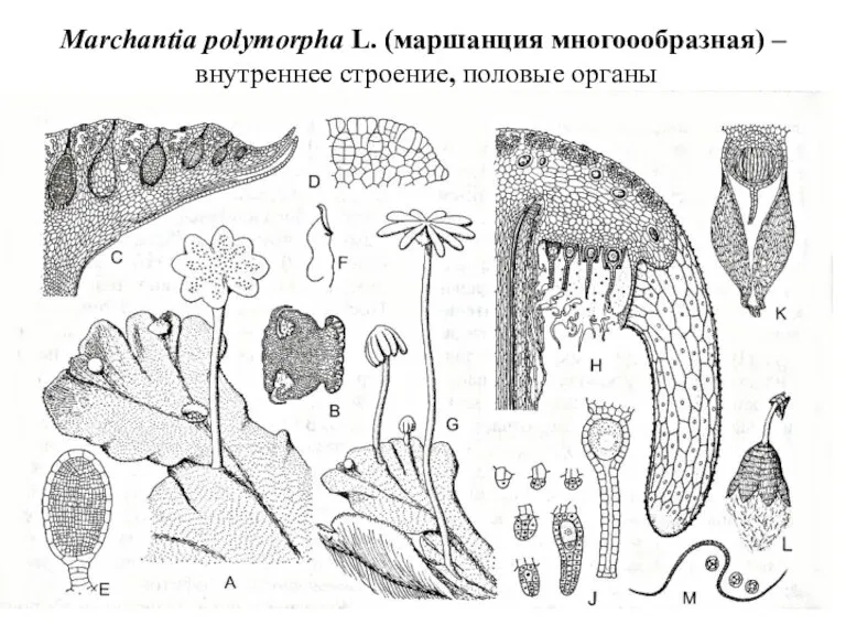 Marchantia polymorpha L. (маршанция многоообразная) – внутреннее строение, половые органы
