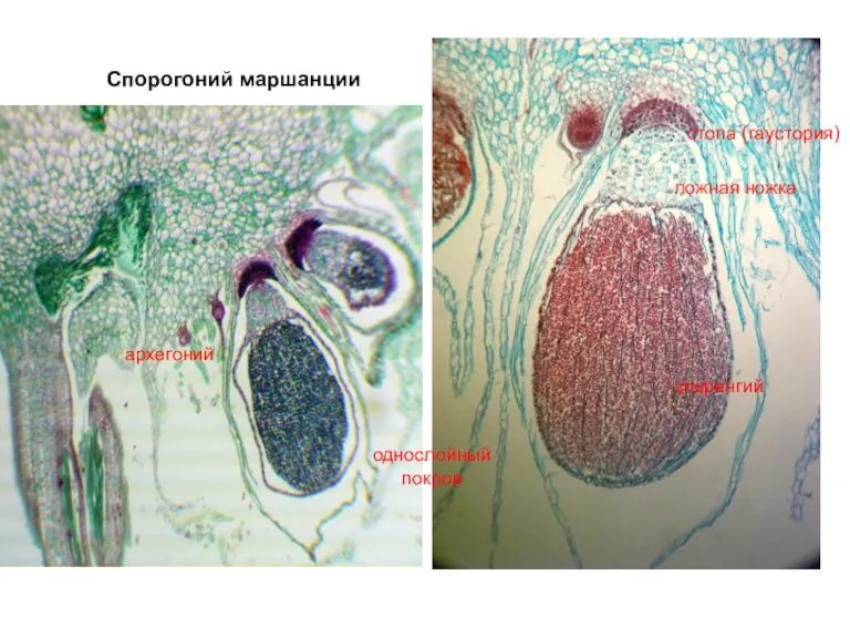 Спорогоний маршанции стопа (гаустория) ложная ножка спорангий однослойный покров архегоний
