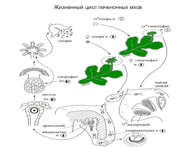 Жизненный цикл печеночных мхов