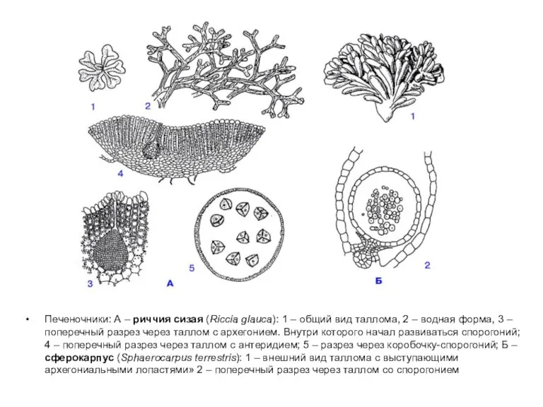 Печеночники: А – риччия сизая (Riccia glauca): 1 – общий вид таллома,