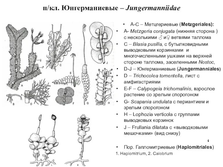 п/кл. Юнгерманиевые – Jungermanniidae A-C – Метцгериевые (Metzgeriales): А- Metzgeria conjugata (нижняя