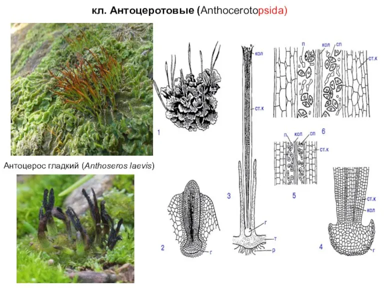 кл. Антоцеротовые (Anthocerotopsida) Антоцерос гладкий (Anthoseros laevis)