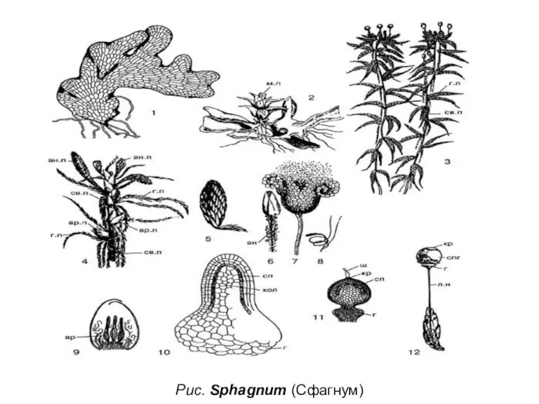 Рис. Sphagnum (Сфагнум)