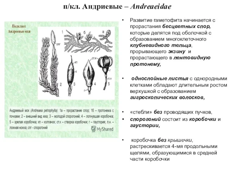 п/кл. Андриевые – Andreaeidae Развитие гаметофита начинается с прорастания бесцветных спор, которые