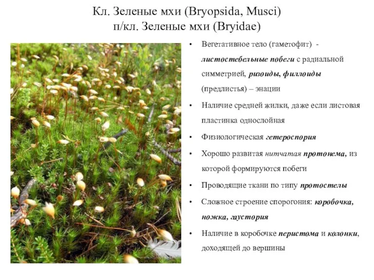 Кл. Зеленые мхи (Bryopsida, Musci) п/кл. Зеленые мхи (Bryidae) Вегетативное тело (гаметофит)