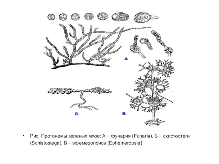 Рис. Протонемы зеленых мхов: А – фунария (Funaria), Б – схистостеги (Schistostega), В – эфемеропсиса (Ephemeropsis)