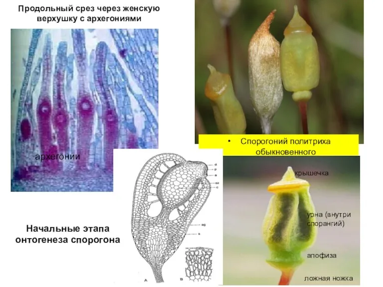 Продольный срез через женскую верхушку с архегониями Спорогоний политриха обыкновенного крышечка урна