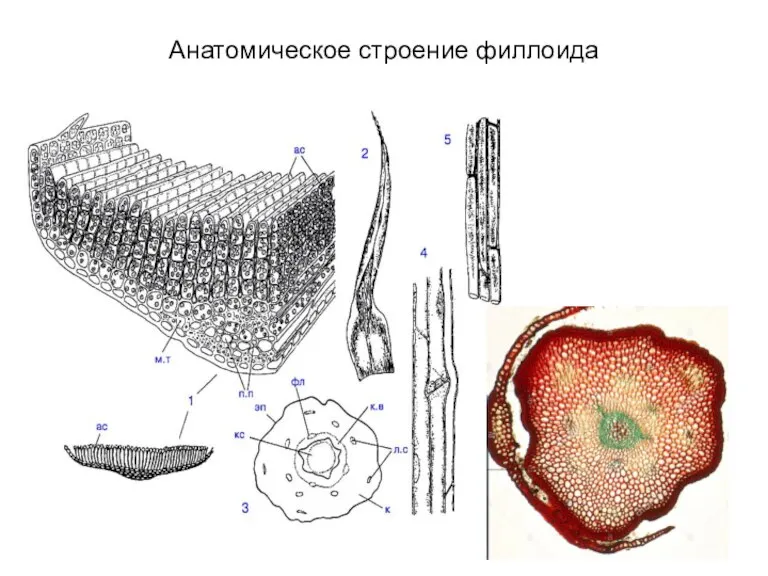 Анатомическое строение филлоида