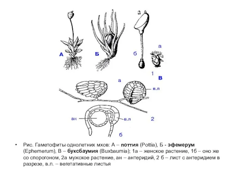 Рис. Гаметофиты однолетних мхов: А – поттия (Pottia), Б - эфемерум (Ephemerum),