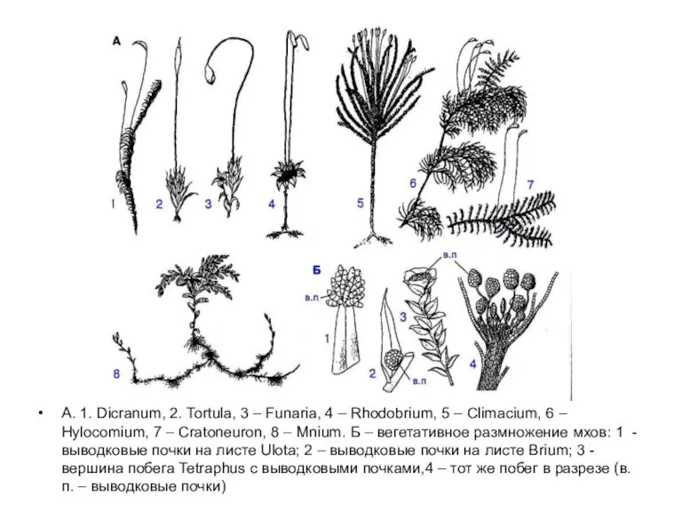 A. 1. Dicranum, 2. Tortula, 3 – Funaria, 4 – Rhodobrium, 5
