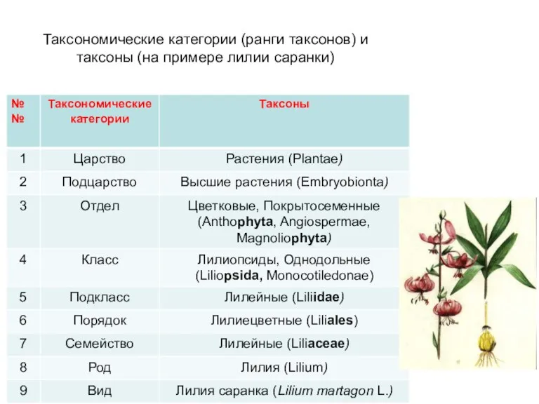 Таксономические категории (ранги таксонов) и таксоны (на примере лилии саранки)