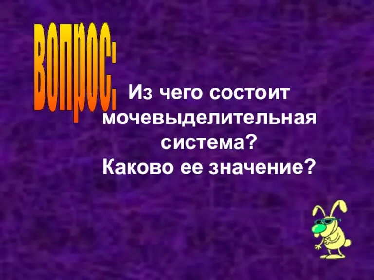 вопрос: Из чего состоит мочевыделительная система? Каково ее значение?