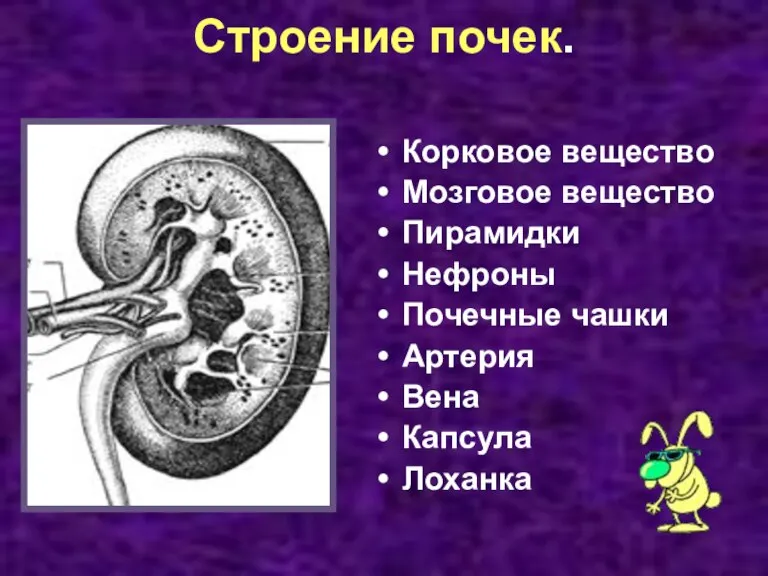 Строение почек. Корковое вещество Мозговое вещество Пирамидки Нефроны Почечные чашки Артерия Вена Капсула Лоханка