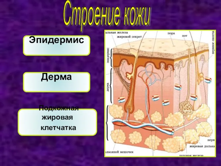 Строение кожи Эпидермис Дерма Подкожная жировая клетчатка