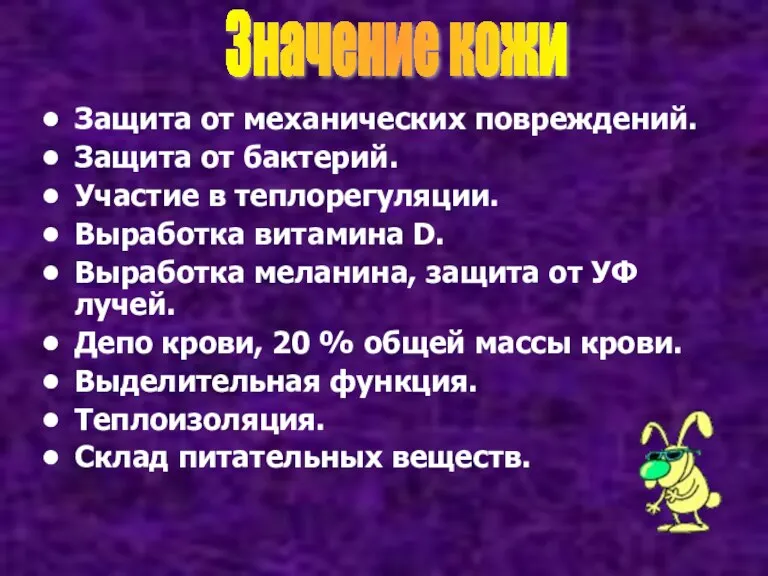 Защита от механических повреждений. Защита от бактерий. Участие в теплорегуляции. Выработка витамина