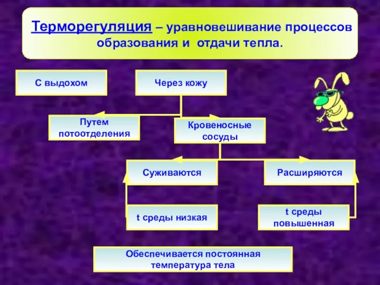 Терморегуляция – уравновешивание процессов образования и отдачи тепла. Через кожу С выдохом