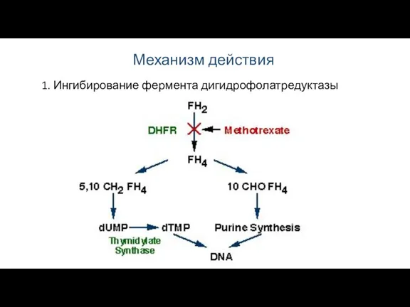 Механизм действия 1. Ингибирование фермента дигидрофолатредуктазы