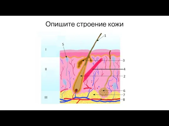 Опишите строение кожи