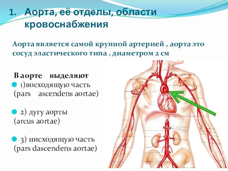 Аорта, её отделы, области кровоснабжения Аорта является самой крупной артерией , аорта