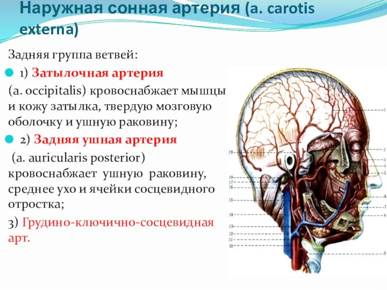 Наружная сонная артерия (a. carotis externa) Задняя группа ветвей: 1) Затылочная артерия