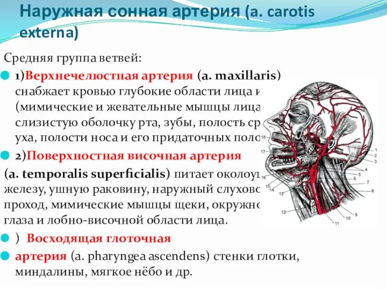 Наружная сонная артерия (a. carotis externa) Средняя группа ветвей: 1)Верхнечелюстная артерия (a.