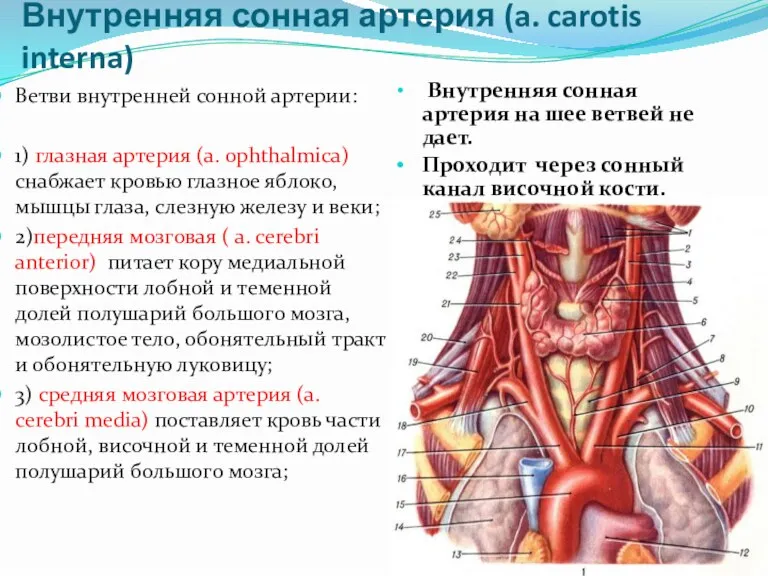 Внутренняя сонная артерия (a. carotis interna) Внутренняя сонная артерия на шее ветвей