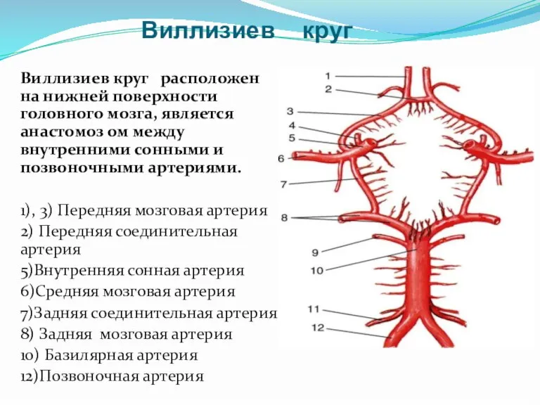 Виллизиев круг Виллизиев круг расположен на нижней поверхности головного мозга, является анастомоз