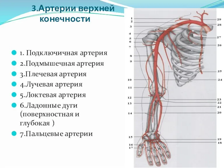 3.Артерии верхней конечности 1. Подключичная артерия 2.Подмышечная артерия 3.Плечевая артерия 4.Лучевая артерия