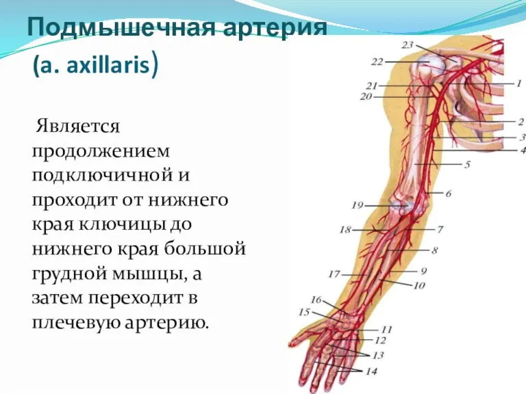 Подмышечная артерия (a. axillaris) Является продолжением подключичной и проходит от нижнего края