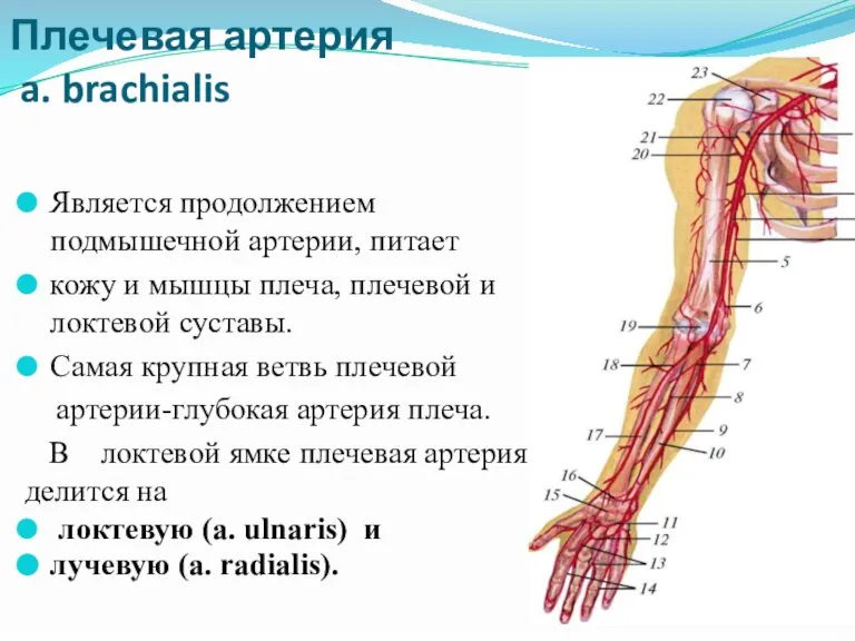 Плечевая артерия a. brachialis Является продолжением подмышечной артерии, питает кожу и мышцы