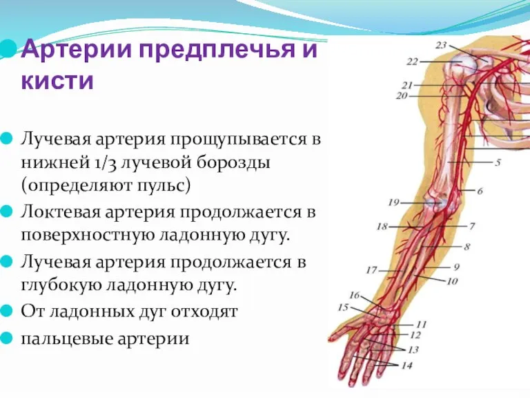 Артерии предплечья и кисти Лучевая артерия прощупывается в нижней 1/3 лучевой борозды