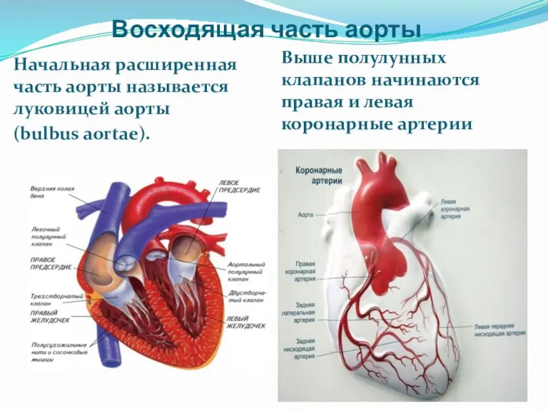 Восходящая часть аорты Начальная расширенная часть аорты называется луковицей аорты (bulbus aortae).