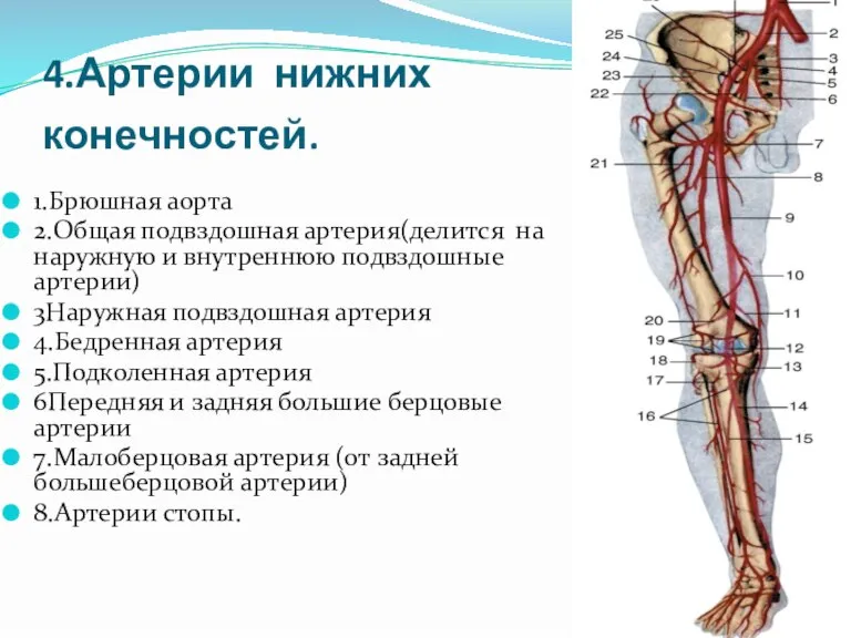 4.Артерии нижних конечностей. 1.Брюшная аорта 2.Общая подвздошная артерия(делится на наружную и внутреннюю