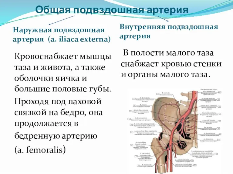 Общая подвздошная артерия Наружная подвздошная артерия (a. iliaca externa) Внутренняя подвздошная артерия