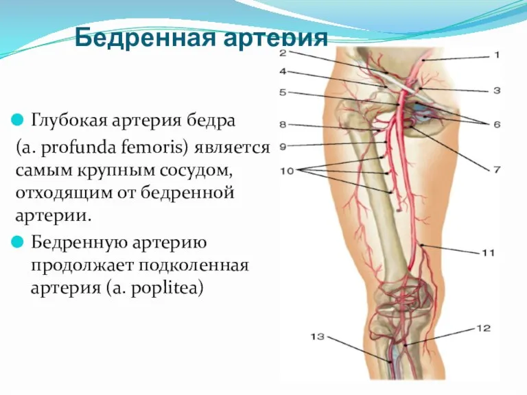 Бедренная артерия Глубокая артерия бедра (a. profunda femoris) является самым крупным сосудом,