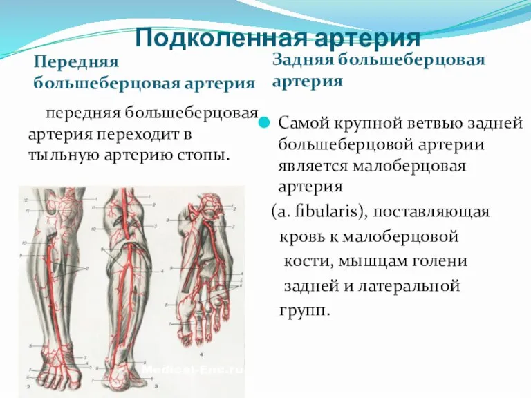 Подколенная артерия Передняя большеберцовая артерия Задняя большеберцовая артерия передняя большеберцовая артерия переходит