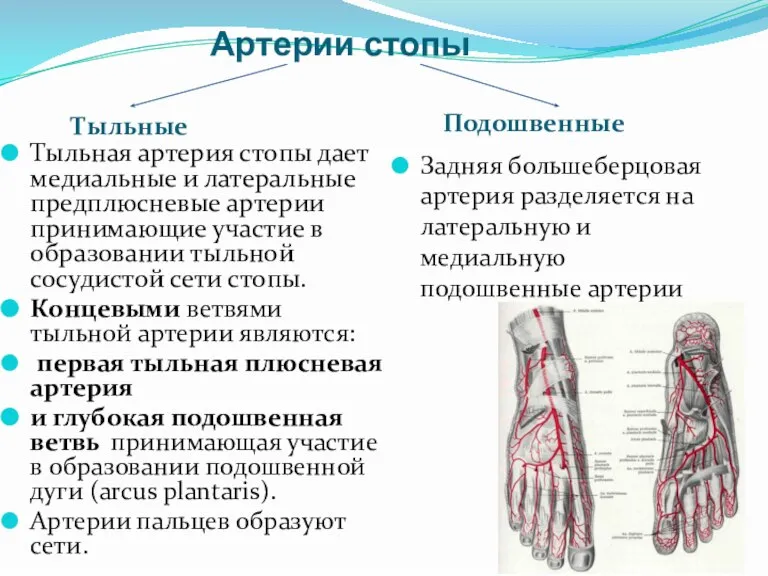 Артерии стопы Тыльные Подошвенные Тыльная артерия стопы дает медиальные и латеральные предплюсневые
