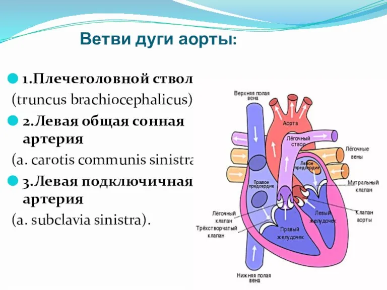 Ветви дуги аорты: 1.Плечеголовной ствол (truncus brachiocephalicus) 2.Левая общая сонная артерия (a.