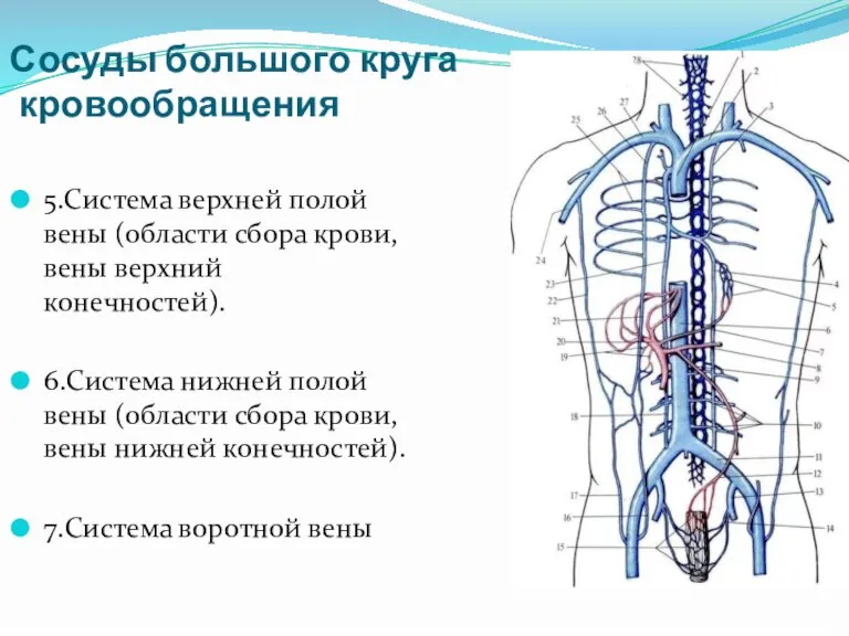 Сосуды большого круга кровообращения 5.Система верхней полой вены (области сбора крови, вены